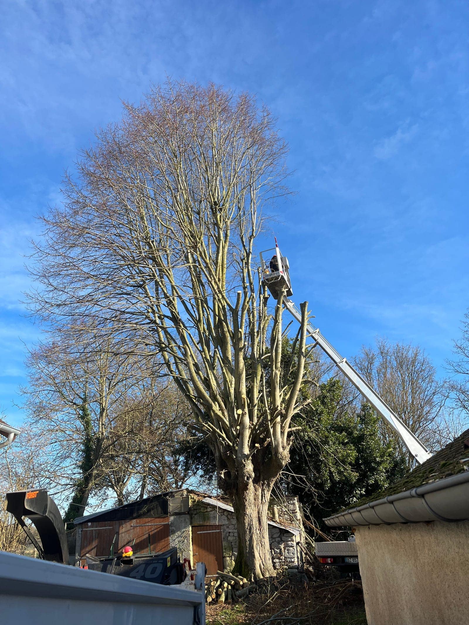 Élagage d’un grand arbre avec une nacelle élévatrice, dans un jardin sous un ciel dégagé.