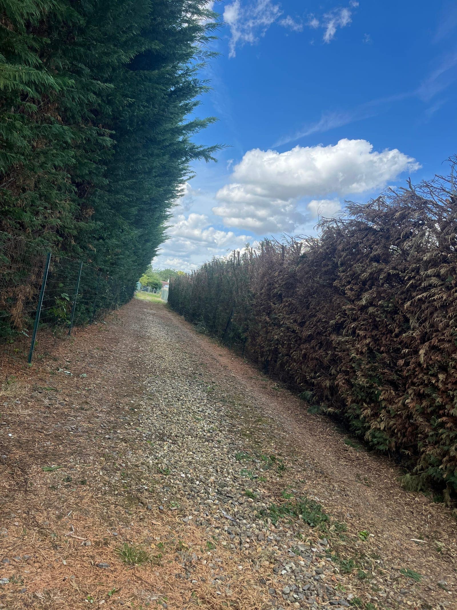 Chemin de terre bordé d’une haie taillée sous un ciel bleu.