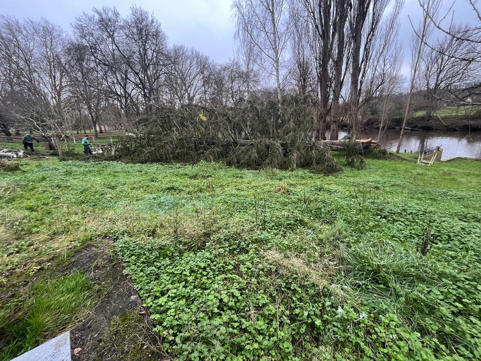 Terrain herbeux au bord d’une rivière, avec des arbres nus en fond.