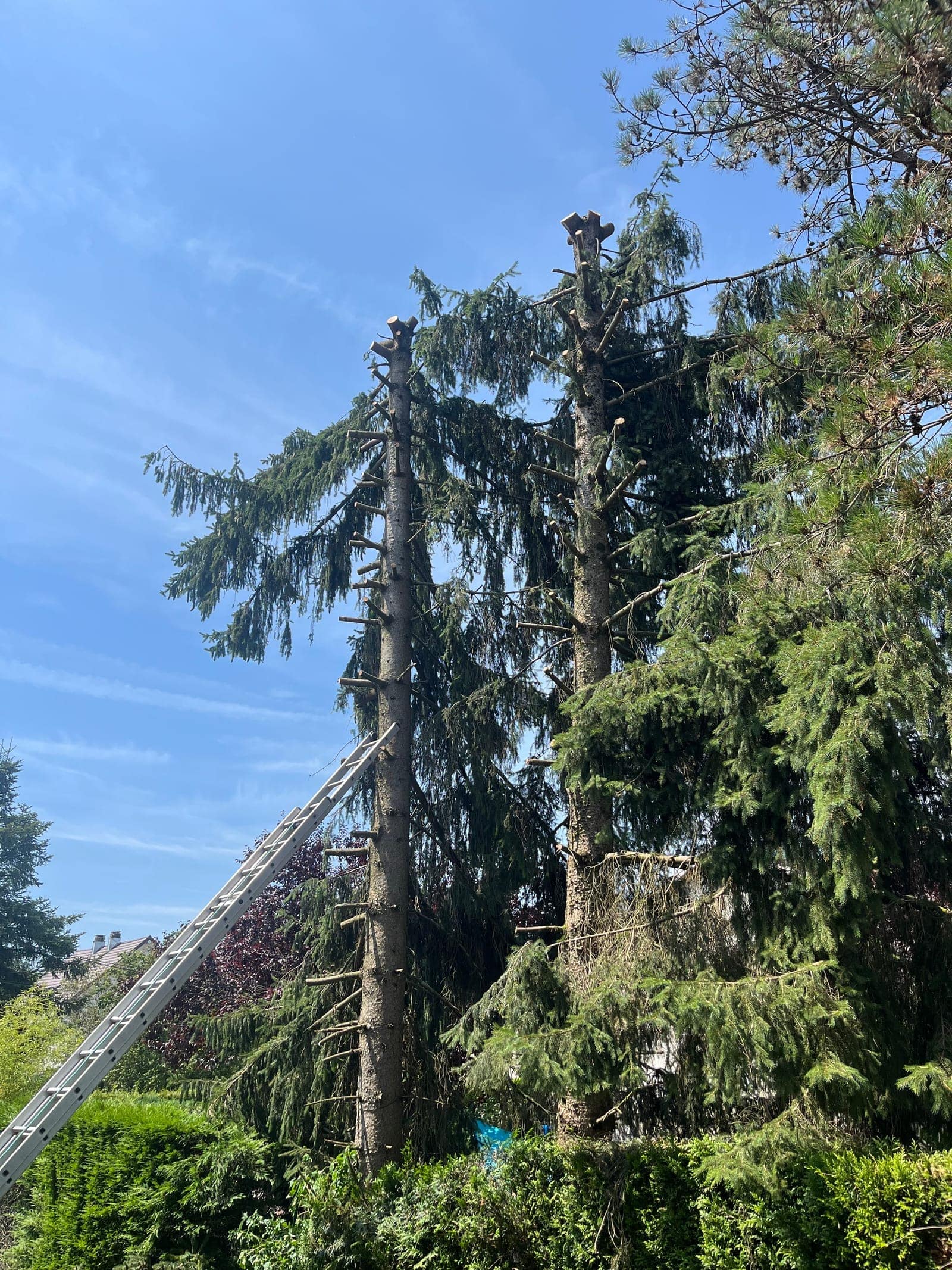 Conifères après réduction de leur hauteur, avec une échelle près des troncs et des branches coupées.