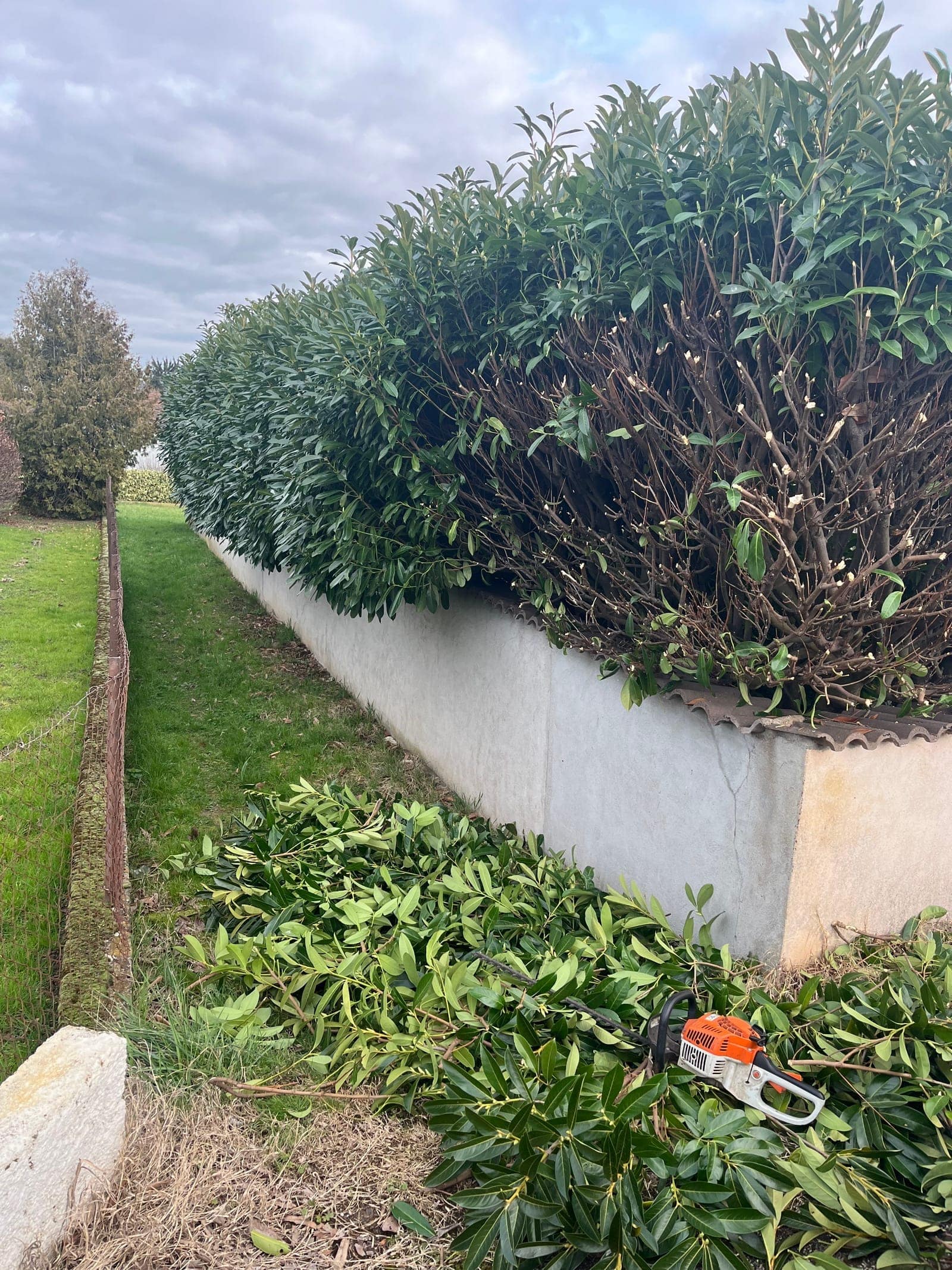 Haie taillée le long d’un muret, branches coupées au sol et tronçonneuse au premier plan.